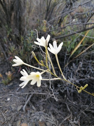 Ixia paucifolia, photographed by Danie Palm