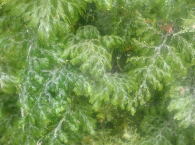 Hymenophyllum australe, photographed by John Steel