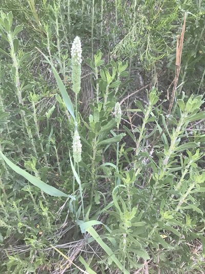 Phalaris minor, photographed by Amy Huie