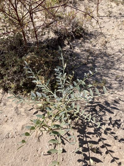 Astragalus gypsodes, photographed by Cecelia Alexander