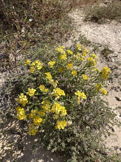 Psilostrophe villosa, photographed by Cecelia Alexander