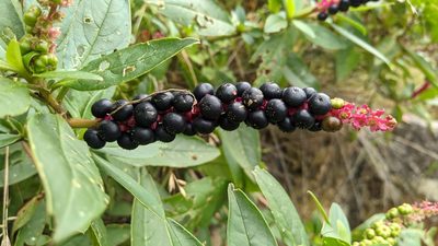 Phytolacca icosandra, photographed by IA braham