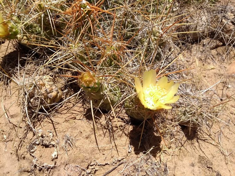 Cumulopuntia chichensis, photographed by Naturalist Tours