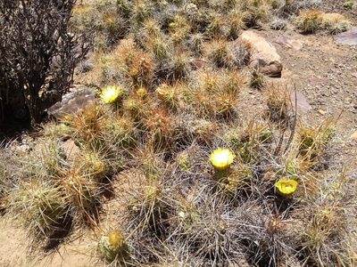 Cumulopuntia chichensis, photographed by Naturalist Tours