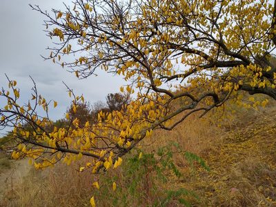 Prunus armeniaca, photographed by Anna Petrosyan