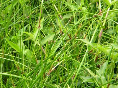 Isolepis prolifera, photographed by Tim Kirsten
