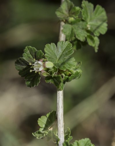 Ribes inerme, photographed by Craig Martin