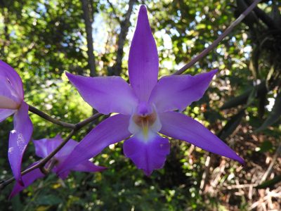 Laelia autumnalis, photographed by Oscar Alejandro Morales Juárez