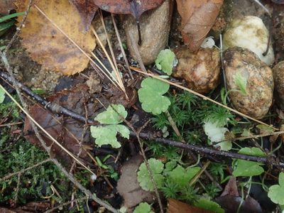 Hydrocotyle americana, photographed by Lynn Harper