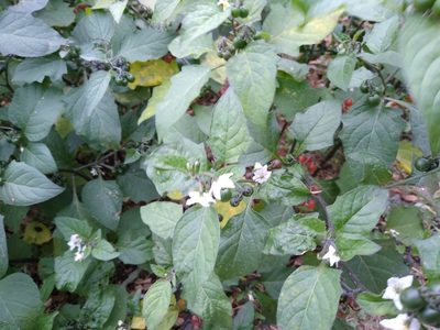 Solanum villosum, photographed by Anna Petrosyan