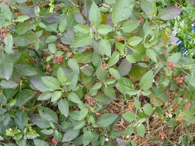 Solanum villosum, photographed by Anna Petrosyan