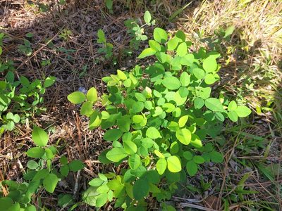 Lespedeza bicolor, photographed by Daniel Washburn