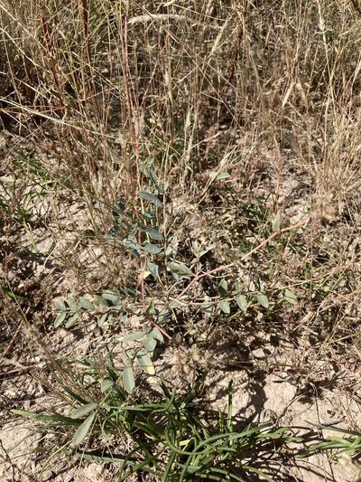Astragalus gypsodes, photographed by Cecelia Alexander