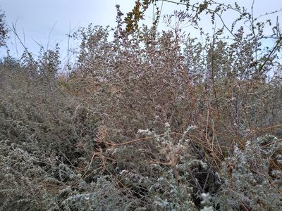 Artemisia austriaca, photographed by Anna Petrosyan