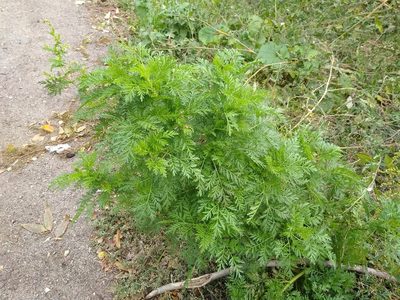 Artemisia annua, photographed by Anna Petrosyan