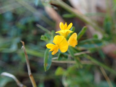 Medicago falcata, photographed by Juraj Ahel