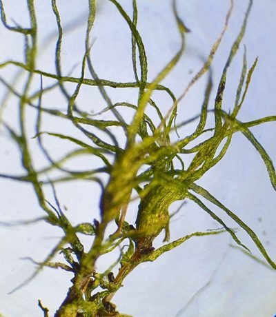 Leptobryum pyriforme, photographed by Jonathan Hughes
