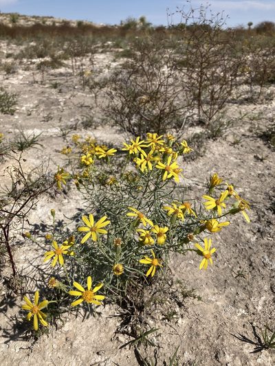 Senecio warnockii, photographed by Cecelia Alexander