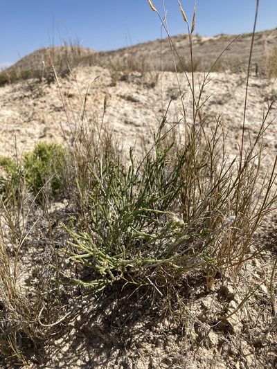 Linum allredii, photographed by Cecelia Alexander
