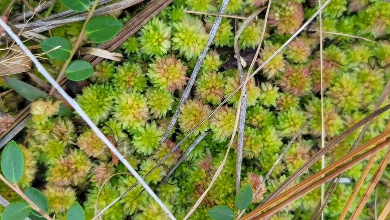 Sphagnum tenerum, photographed by snail_hiker