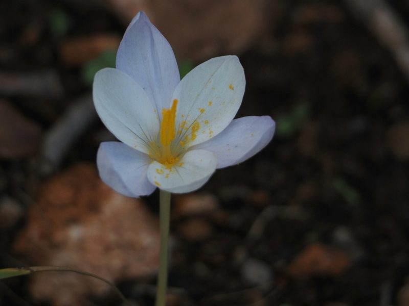 Crocus goulimyi, photographed by Katerina Kalogerini