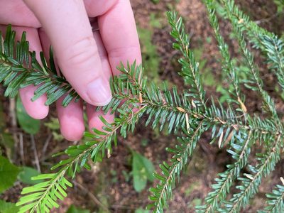 Abies amabilis, photographed by Erin Springinotic