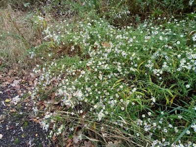 Symphyotrichum lanceolatum, photographed by Vladimír Fuka