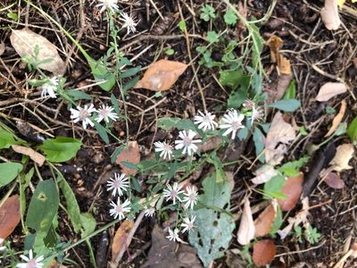 Symphyotrichum lateriflorum, photographed by Andrew Sebastian