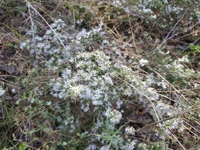 Symphyotrichum ericoides, photographed by Tim Gibson