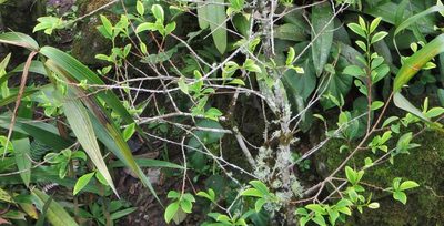Erythroxylum coca, photographed by Annika Lindqvist