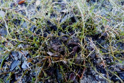 Myriophyllum pedunculatum, photographed by Colin Meurk