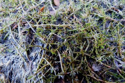 Myriophyllum pedunculatum, photographed by Colin Meurk