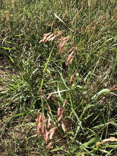 Tridens texanus, photographed by Kathy Marie