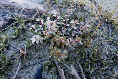 Gratiola sexdentata, photographed by Colin Meurk