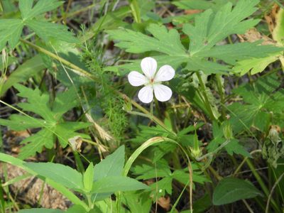Geranium richardsonii, photographed by Teresa Jegelewicz Mayfield-Meyer