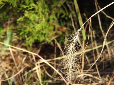 Elymus canadensis, photographed by Yann Kemper