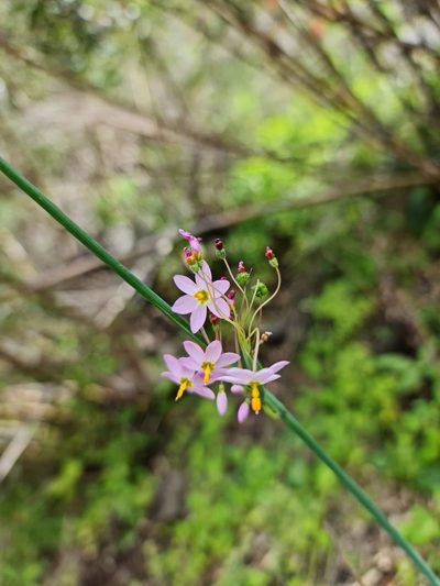 Olsynium scirpoideum, photographed by Javier Conejeros Gastó