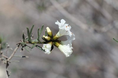 Cordia decandra, photographed by Cesar Ormazabal