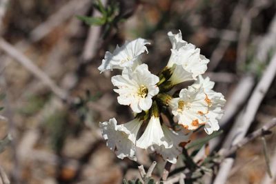 Cordia decandra, photographed by Cesar Ormazabal