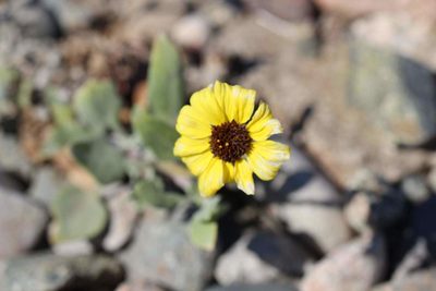 Encelia canescens, photographed by Cesar Ormazabal