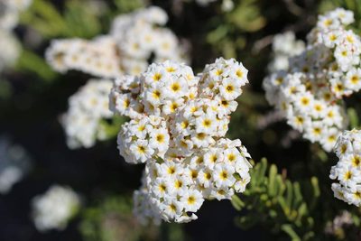 Heliotropium floridum, photographed by Cesar Ormazabal