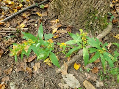 Solidago caesia, photographed by Navin Sasikumar