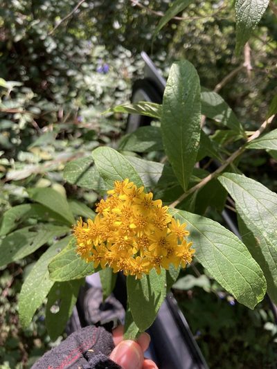 Verbesina hypargyrea, photographed by Neptalí Ramírez Marcial