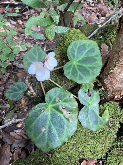 Begonia plebeja, photographed by Neptalí Ramírez Marcial