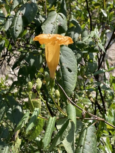 Ipomoea aurantiaca, photographed by Neptalí Ramírez Marcial