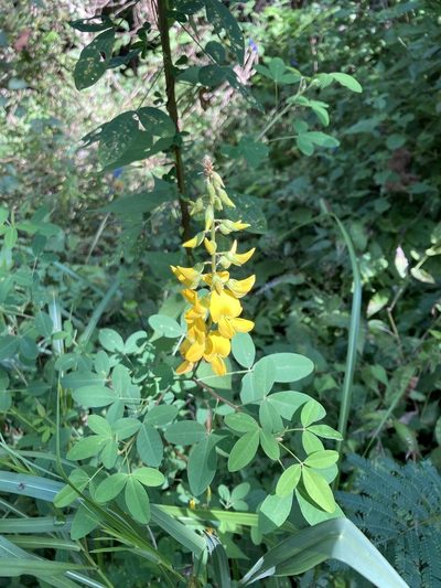 Crotalaria cajanifolia, photographed by Neptalí Ramírez Marcial