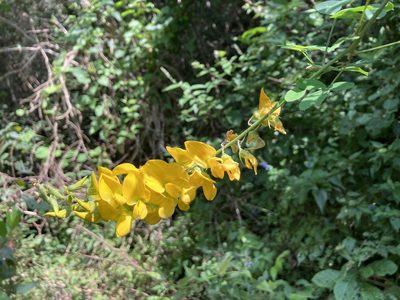 Crotalaria cajanifolia, photographed by Neptalí Ramírez Marcial