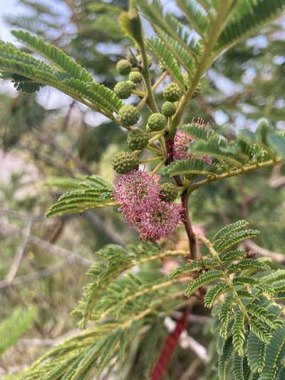Leucaena collinsii, photographed by Neptalí Ramírez Marcial
