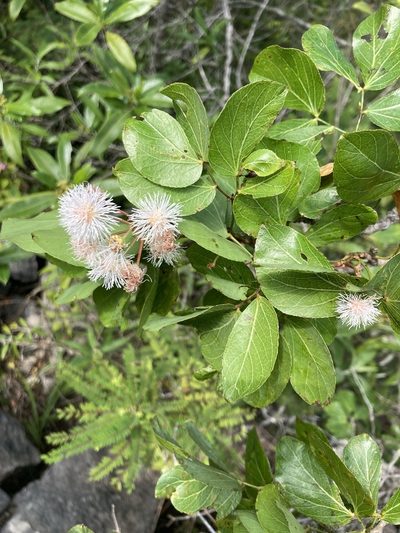Mimosa psilocarpa, photographed by Neptalí Ramírez Marcial