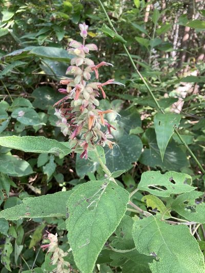 Salvia lasiantha, photographed by Neptalí Ramírez Marcial